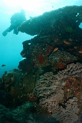 Bali 2016 - Corail - IMG_6024_rc